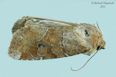 10501 - Crocigrapha normani - Norman's Quaker Moth m21 2