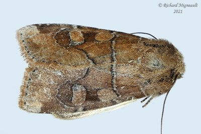 10501 - Crocigrapha normani - Norman's Quaker Moth m21 3