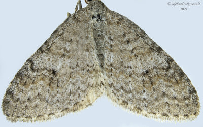 7428 - Venusia comptaria - Brown-shaded Carpet Moth m21