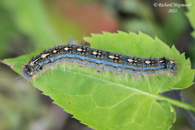 7698 - Forest Tent Caterpillar Moth - Malacosoma disstria  m21