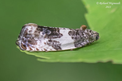 2769 - Poplar Leafroller Moth - Pseudosciaphila duplex m21 