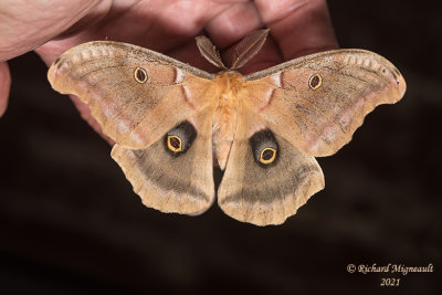 7757 - Polyphemus Moth - Antheraea polyphemus m21 