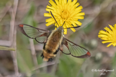 7855.2 - Snowberry Clearwing Moth - Hemaris aethra m21 