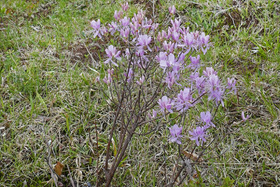Rhododendron du Canada - Rhodora - Rhododendron canadense 1 m21