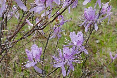 Rhododendron du Canada - Rhodora - Rhododendron canadense 2 m21