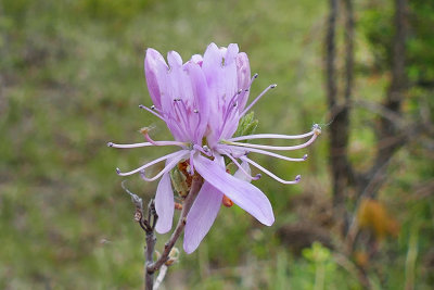 Rhododendron du Canada - Rhodora - Rhododendron canadense 4 m21