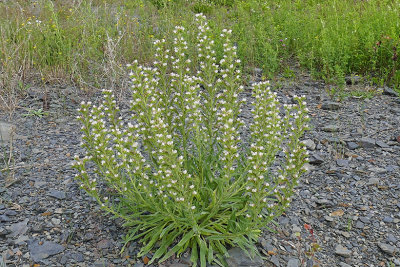 Viprine - Blueweed - Echium vulgare, forme blanche m21 1