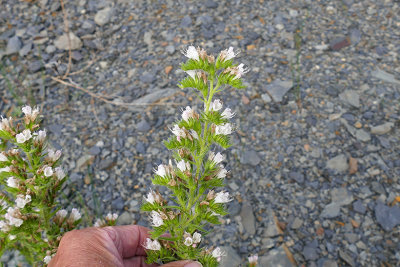 Viprine - Blueweed - Echium vulgare, forme blanche m21 2
