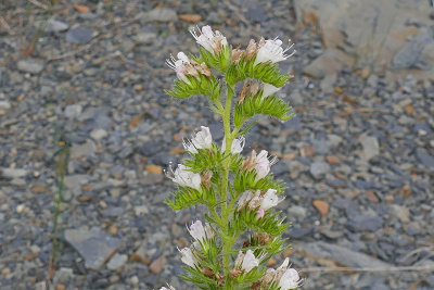 Viprine - Blueweed - Echium vulgare, forme blanche m21 3