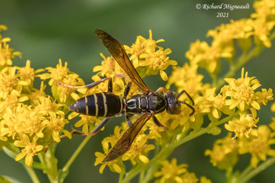 Paper Wasp - Polistes fuscatus m21 