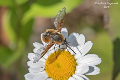 Bee Fly - Bombylius mexicanus m21 1 