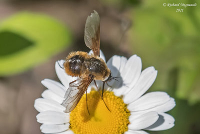 Bee Fly - Bombylius mexicanus m21 2 