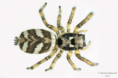 Jumping Spider - Salticus scenicus - Zebra Jumper m21 