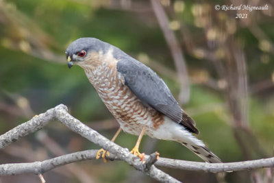 pervier brun - Sharp-shinned Hawk m21 1