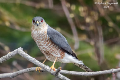 pervier brun - Sharp-shinned Hawk m21 2