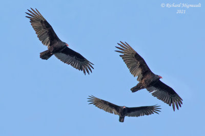 Urubu  tte rouge - Turkey Vulture m21 2