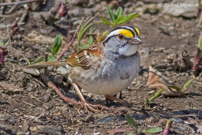 Bruant à gorge blanche - White-throated Sparrow m21