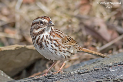 Bruant chanteur - Song Sparrow m21