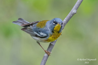 Paruline à collier - Northern Parula m21