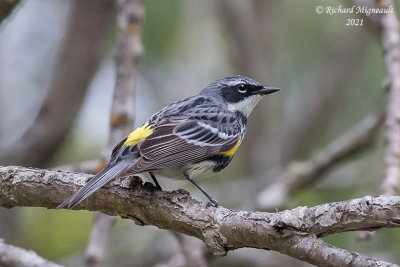 Paruline à croupion jaune - Yellow-rumped Warbler m21