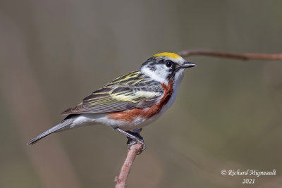 Paruline à flancs marron - Chestnut-sided Warbler m21