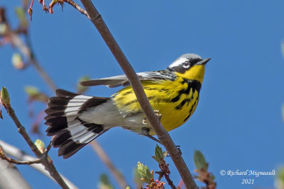 Paruline à tête cendrée - Magnolia Warbler m21 2