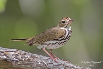 Paruline couronnée - Ovenbird m21