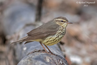 Paruline des ruisseaux - Northern Waterthrush m21 1