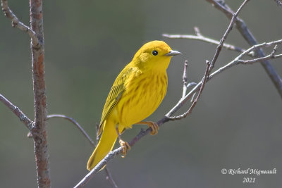 Paruline jaune - Yellow Warbler m21