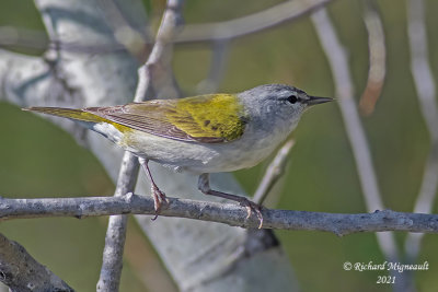 Paruline obscure - Tennessee Warbler m21 1