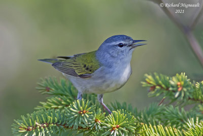 Paruline obscure - Tennessee Warbler m21 2