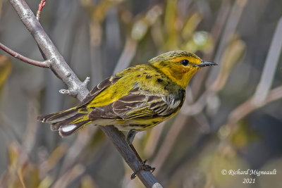 Paruline tigrée - Cape May Warbler m21