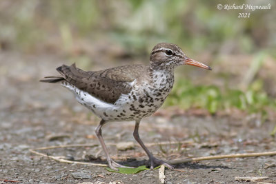Chevalier grivelé - Spotted Sandpiper m21 2