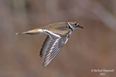 Pluvier kildir - Killdeer m21 1