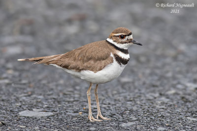 Pluvier kildir - Killdeer m21 3