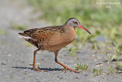Râle de Virginie - Virginia Rail m21 1