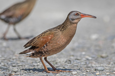 Râle de Virginie - Virginia Rail m21 2