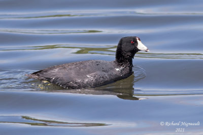 Foulque d’Amérique - American Coot m21 1