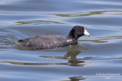 Foulque d’Amérique - American Coot m21 2