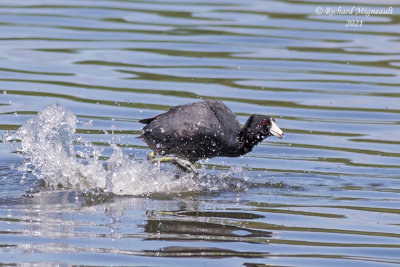 Foulque d’Amérique - American Coot m21 3