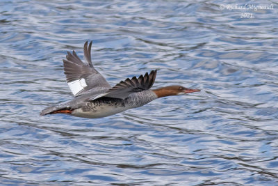 Grand Harle - Common Merganser m21 