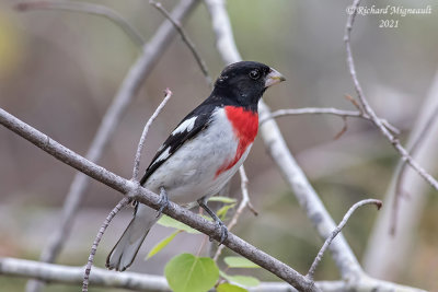 Cardinal à poitrine rose - Rose-breasted Grosbeak m21