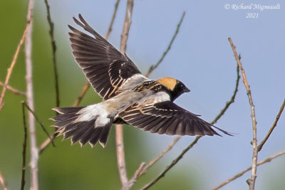 Goglu des près - Bobolink m21 1