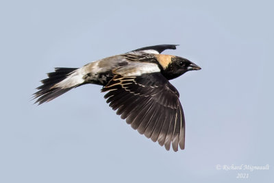 Goglu des près - Bobolink m21 2