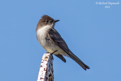 Moucherolle phébi - Eastern Phoebe m21 2