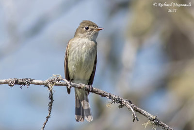 Moucherolle tchébec - Least Flycatcher m21