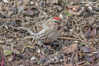 Sizerin flammé - Common Redpoll m21 1