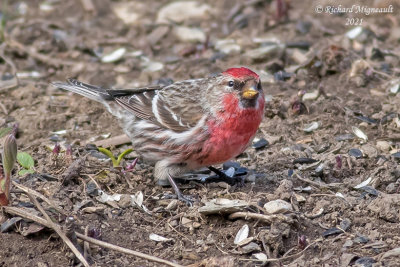 Sizerin flammé - Common Redpoll m21 2