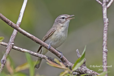 Viréo mélodieux - Warbling Vireo m21