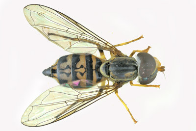 Syrphid Fly - Toxomerus geminataus m20